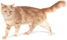 gato.jpg