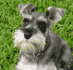 perro.gif