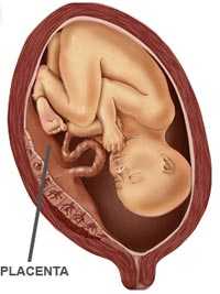 placenta.jpg