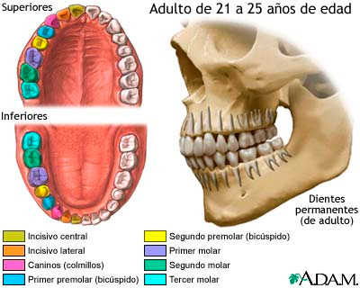 dientes-leche.jpg